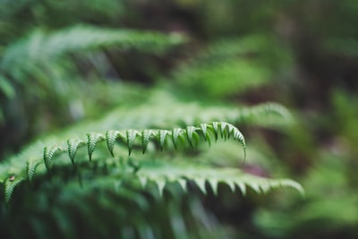 近距离拍摄的绿色蕨类植物